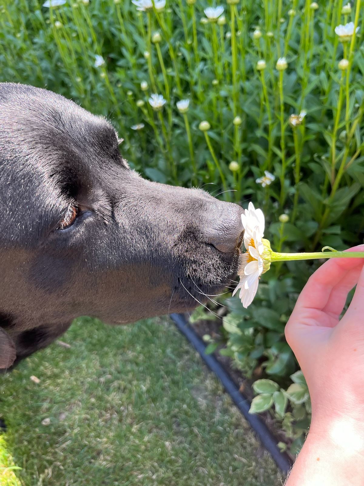 Photo of a black lab sniffing a small daisy submitted by Carol Mukliewicz