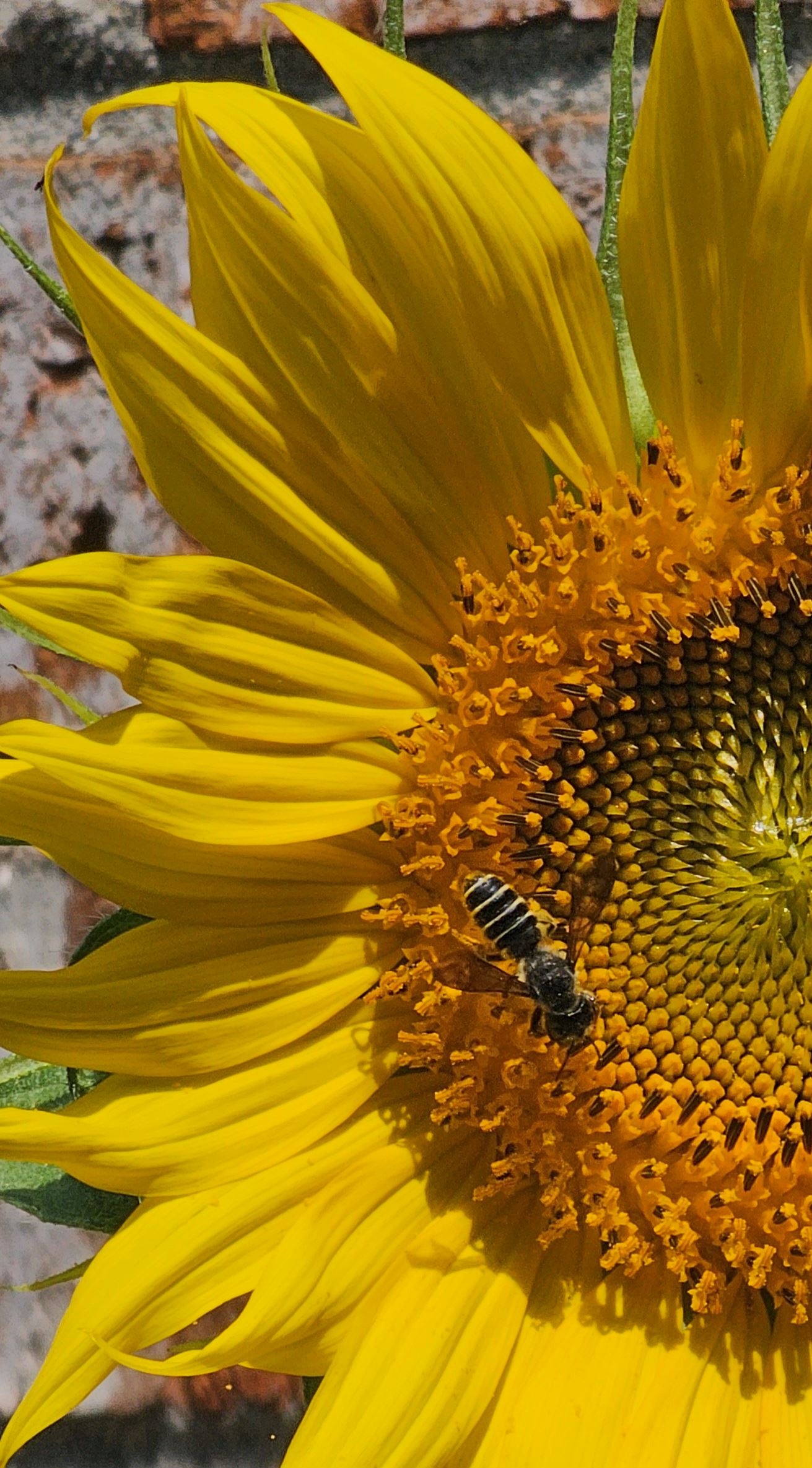 Close up photo of half a bright yellow sunflower with a bee sitting on the lower part of the center