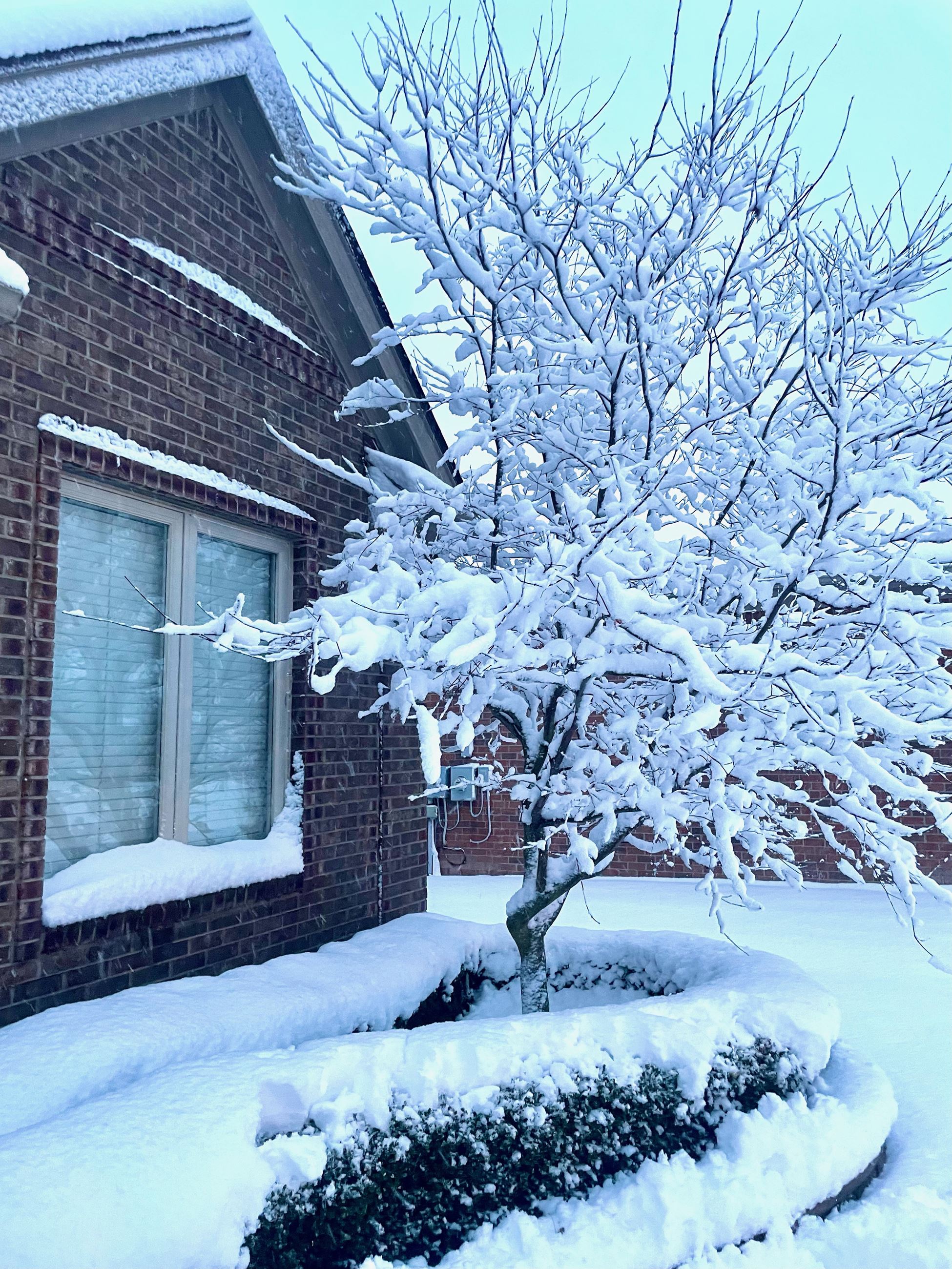 Photo of a front window of a brick home with a tree and shrubs covered in thick white snow. 