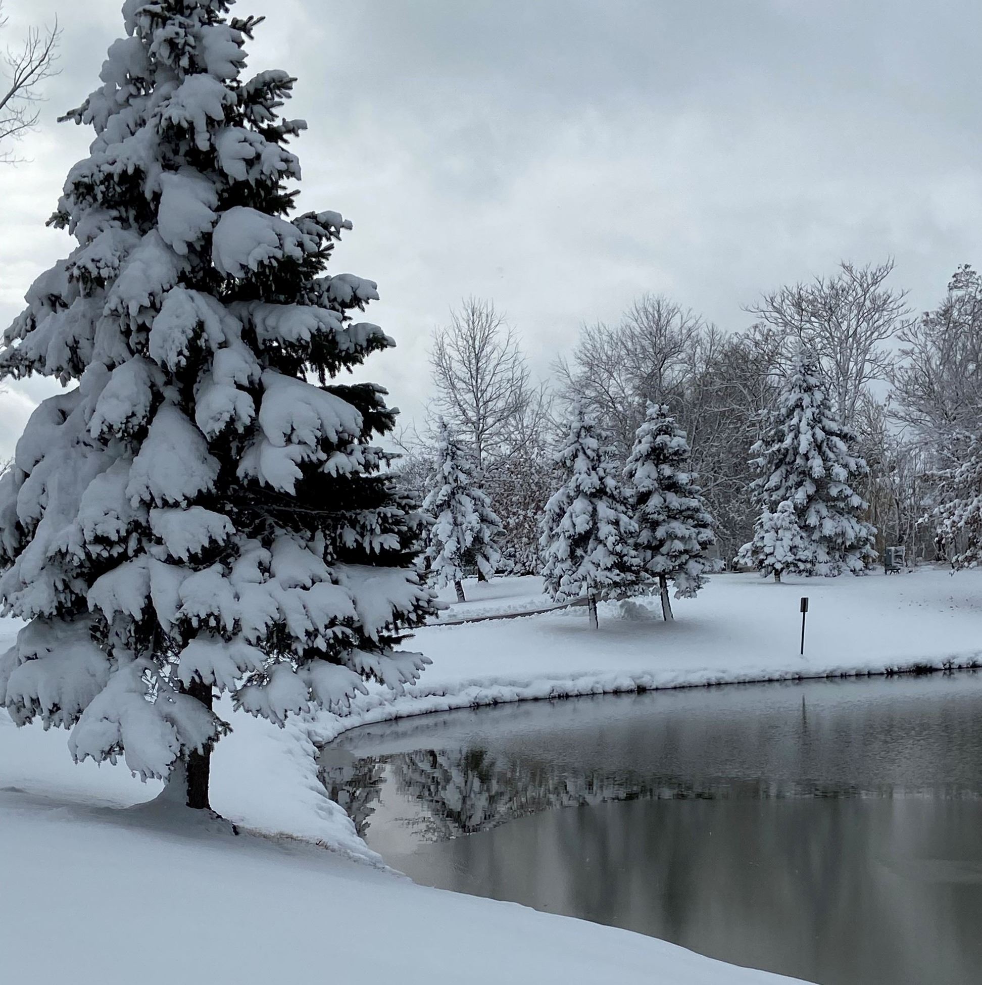 A photo of a frozen pond with snow-covered pine trees scattered around the edge in the snowy grass.