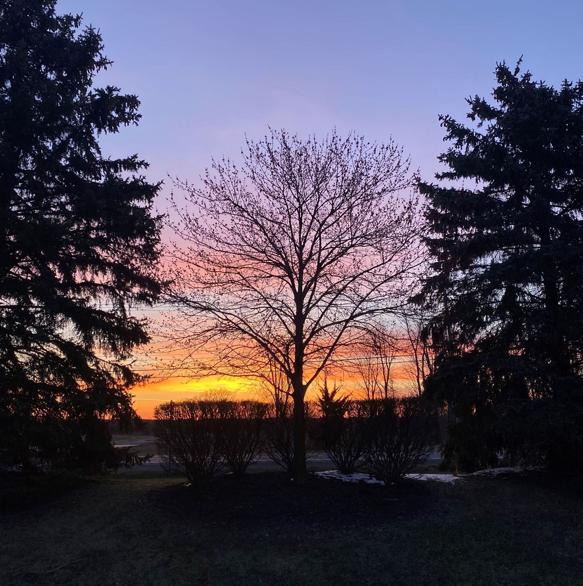 A fading blue, yellow and orange winter sunset pictured from behind shadowed pine trees and shrubs.