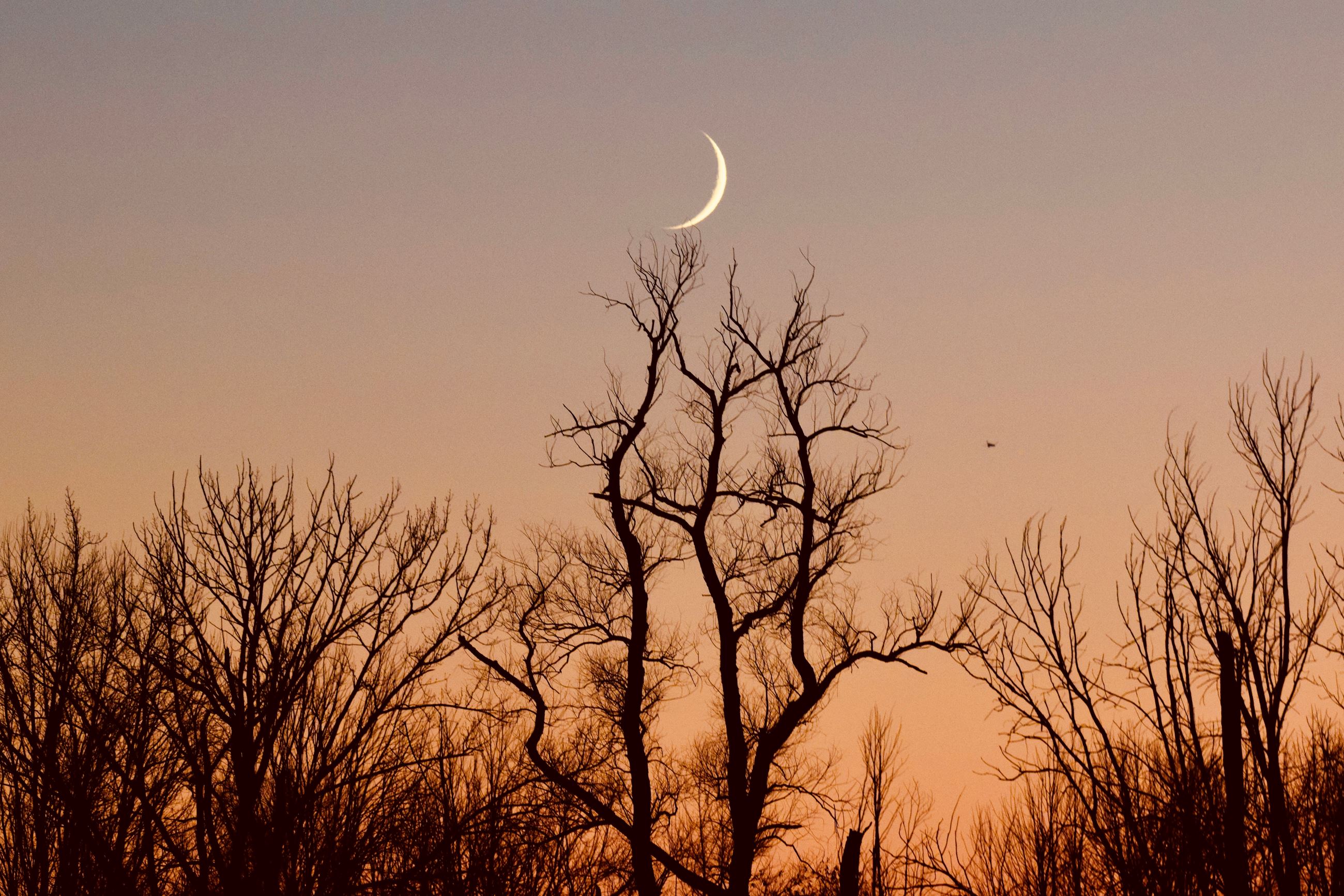 Photo of a gradient orange and purple sunset with barren trees rising to meet a crescent moon