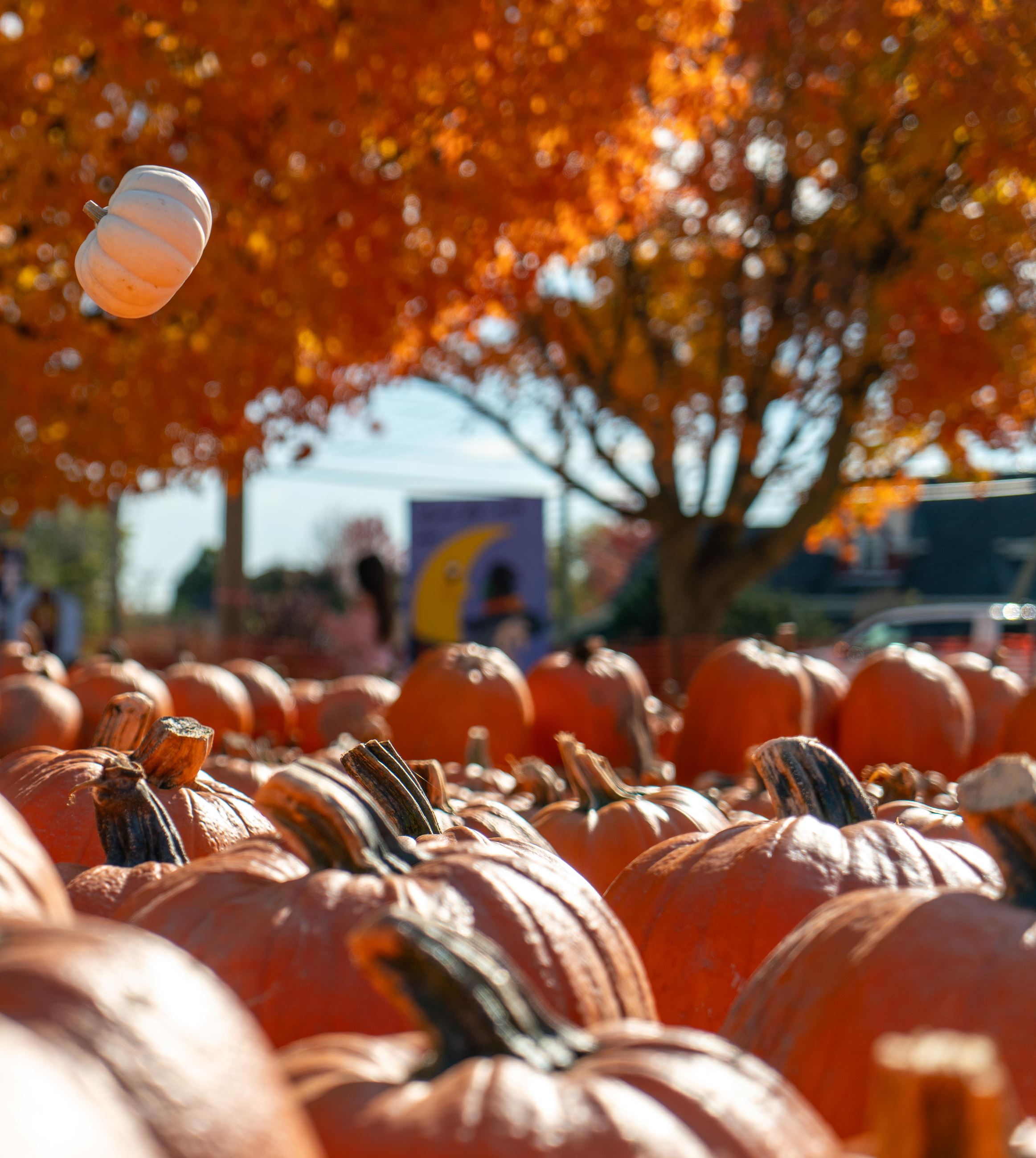 A small white pumpkin cannonballs into a group of large orange carving pumpkins at Altermatt Farms
