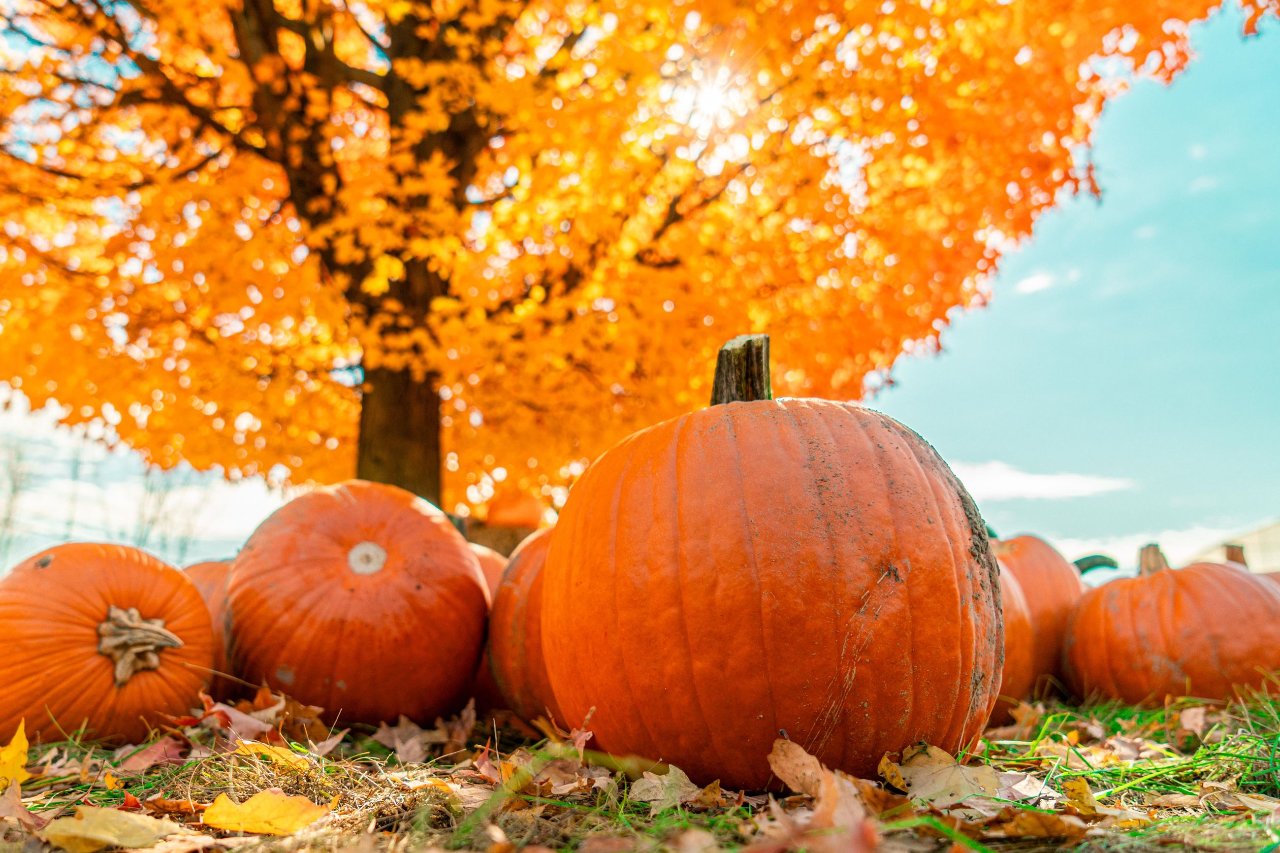 A close-up photo of orange pumpkins in the grass with a bright orange tree in the background