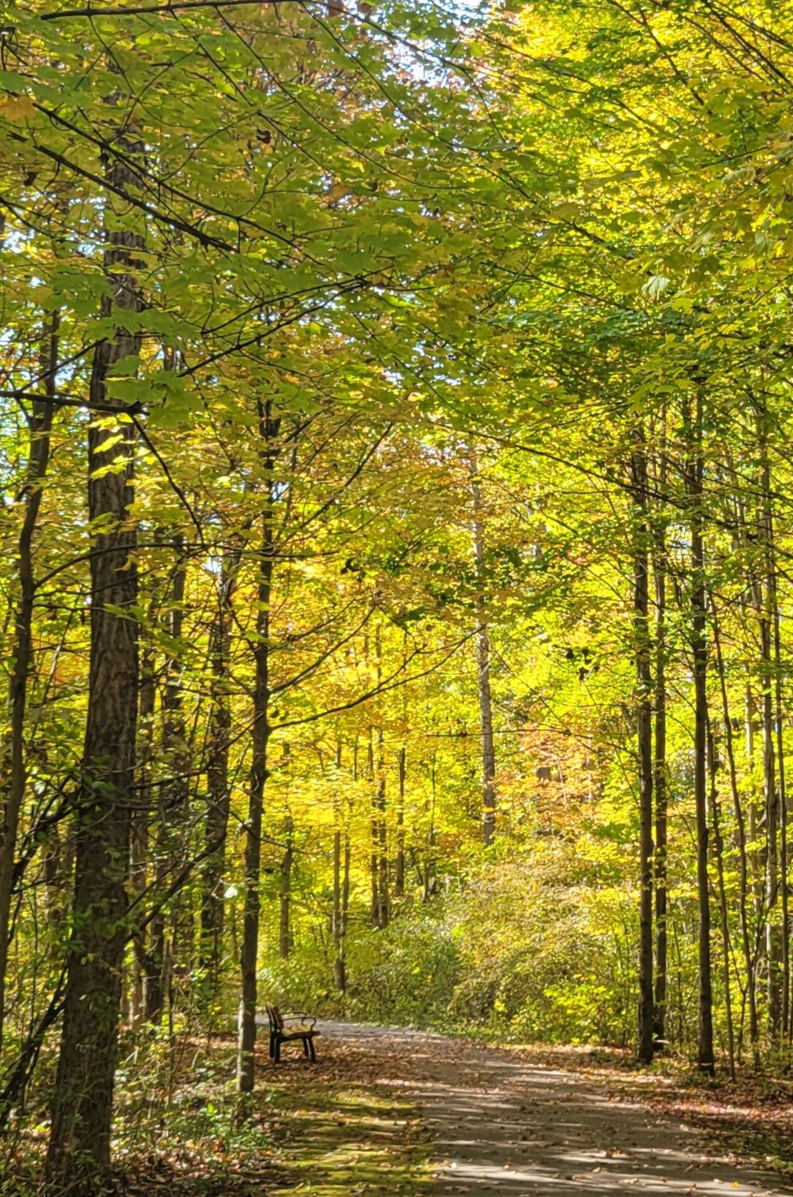 A photo of the wooded Corners Park path in the afternoon sun, surrounded by bright fall colors.